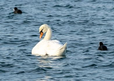 Beatiful Swan in the sea