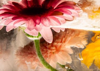 Gerbera in ice 4