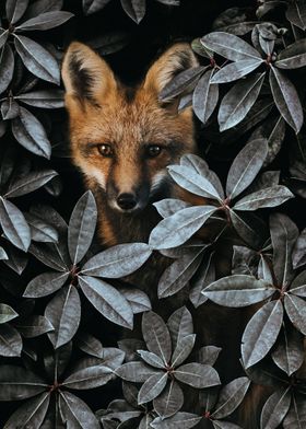 Fox In Jungle