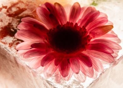 Gerbera in ice 1