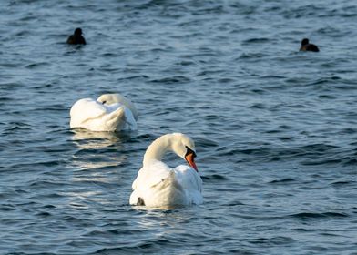 Beatiful Swans in the sea