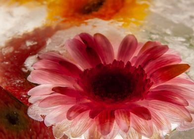 Gerbera in ice 5