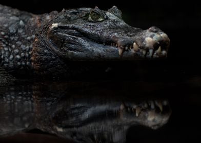 Crocodile