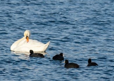 Beatiful Swan in the sea