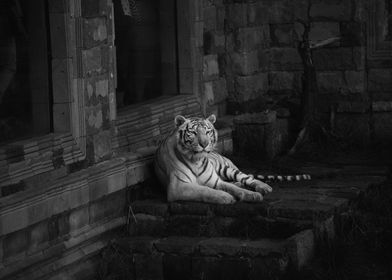 Tiger Black and white