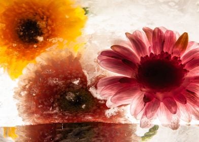 Gerbera in ice 3