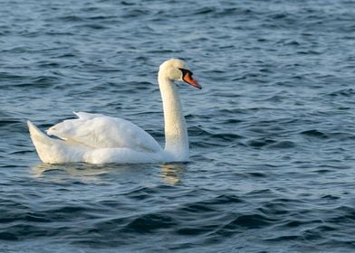 Beatiful Swan in the sea