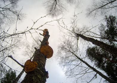 tree with sponge