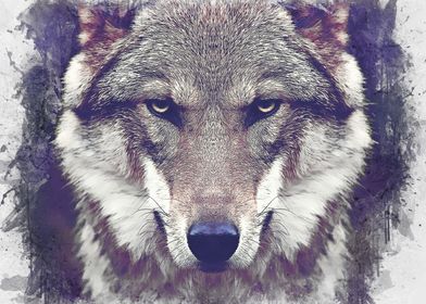 Animals Wolf 2
