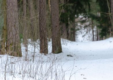 Path in forest