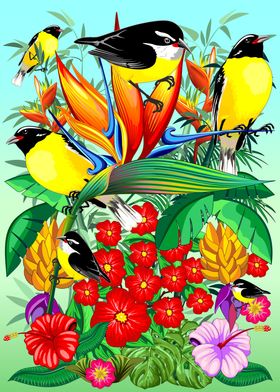 Bananaquit Exotic Birds