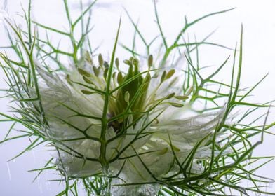 Nigella damascena in ice 1