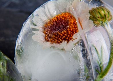 Rhodanthemum in ice 1