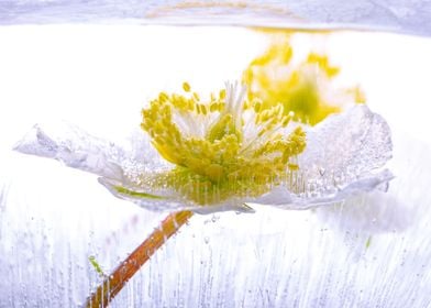 Helleborus in ice 1