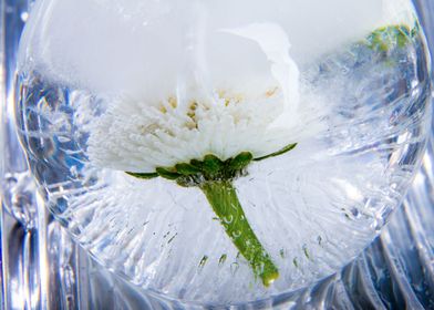 Bellis in ice sphere