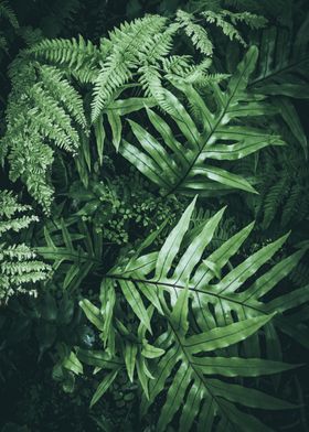 Dark Green Colorful Plants