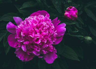 Peonies Stages of Growth