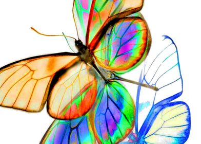 vigneri RAINBOW BUTTERFLY