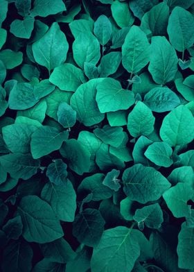 Dark Green Plants Pattern