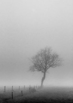 Lone Tree In The Fog
