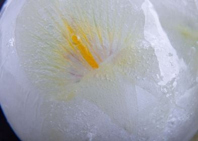 Iris in ice sphere 3