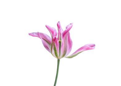 isolated tulip in bloom 