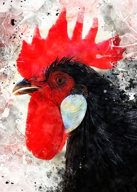 Rooster animal