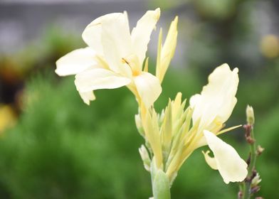 Flower in Green 