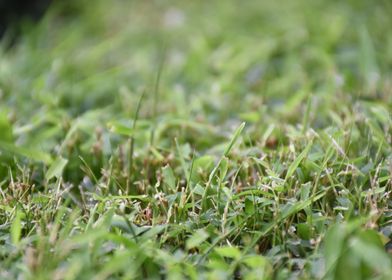 Grass in Light