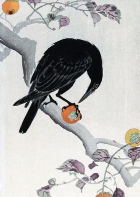 Crow eating a Kaki Fruit