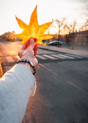 Autumn Golden leaf