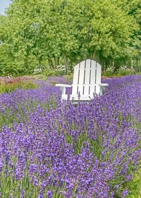 Chair in Lavender Field