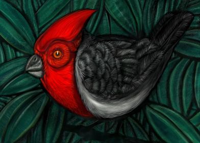 cardenal