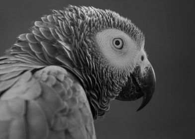 Parrot Profile