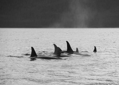 Black and white Orca Pod