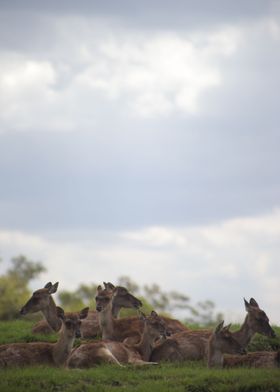 Cervos Desamparados