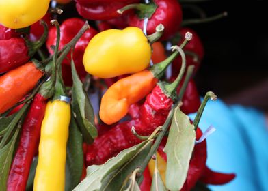 Colourful Peppers