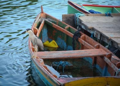 Seagull on a colorful boat