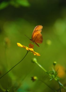 Butterfly in a Flower