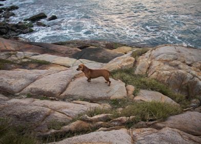 Dog on the stones