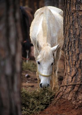 White Horse