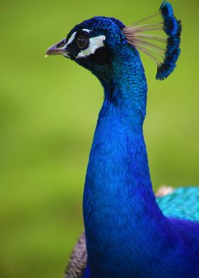 Peacock Portrait