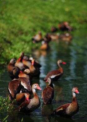 Ducks Family