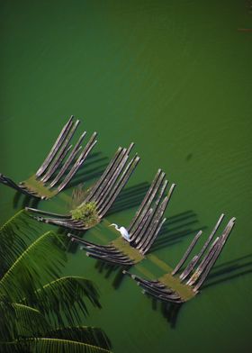 White Heron Happiness