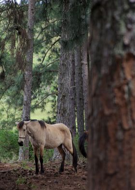 A Horse in a Forest