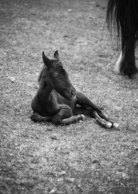 Baby Horse