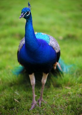 Beautiful Peacock