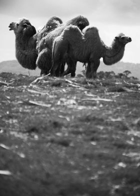 Camels Black and White