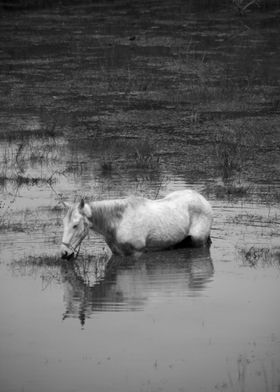 Horse Lake