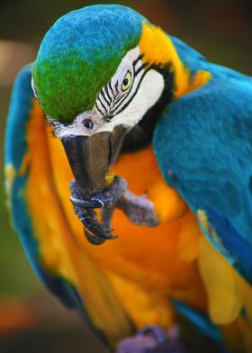 Yellow Blue Macaw